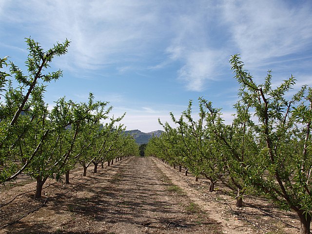 Floracin de Cieza -  El Caico - 11